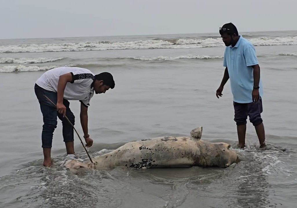 কুয়াকাটা সৈকতে আবারও মৃত ইরাবতী ডলফিন: সামুদ্রিক জীববৈচিত্র্যের গভীর উদ্বেগ