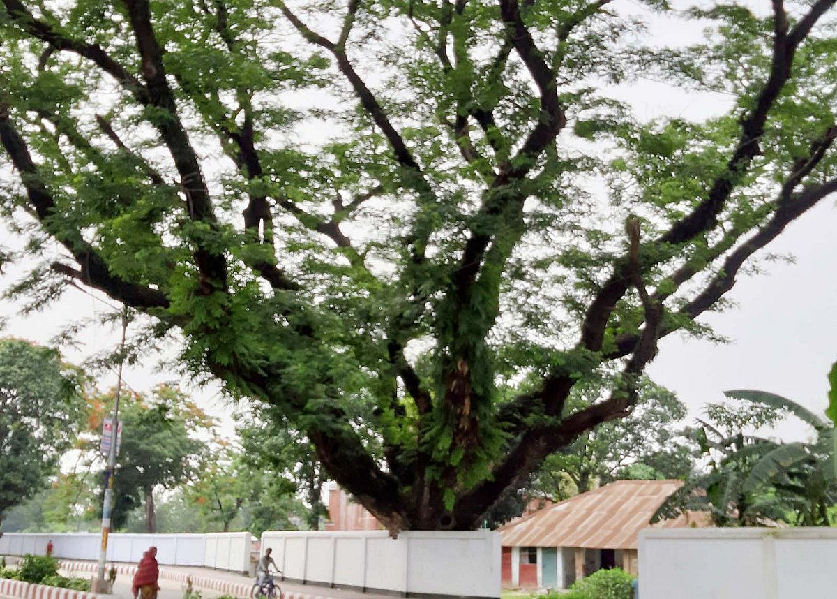 সৈয়দপুরে শতবর্ষী রেলওয়ে গাছ কাটার নিলাম স্থগিত, জনমনে স্বস্তি