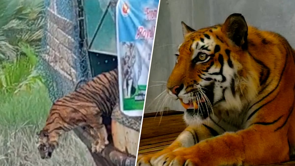 মৃত্যুর মুখ থেকে ফিরে সুন্দরবনে মুক্ত হলো আহত বাঘিনী: বন্যপ্রাণী সংরক্ষণে নতুন আশা